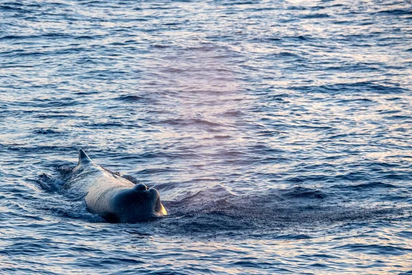 Sperm Whale Mergulho Pôr Sol Mar Mediterrâneo — Fotografia de Stock