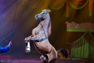 Gösteri sırasında azgın sirk Mustang atı