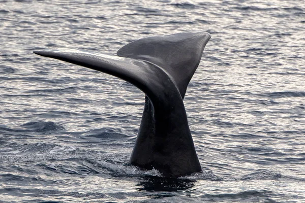 Bliski Kontakt Sperm Whale Nurkowania Morza Śródziemnego Zachodzie Słońca — Zdjęcie stockowe