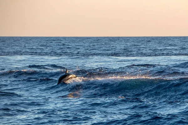 Delfín Rayado Feliz Saltando Fuera Del Mar Atardecer —  Fotos de Stock