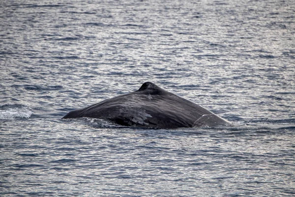 Nära Kontakt Med Sperm Whale Dykning Medelhavet Havet Vid Solnedgången — Stockfoto