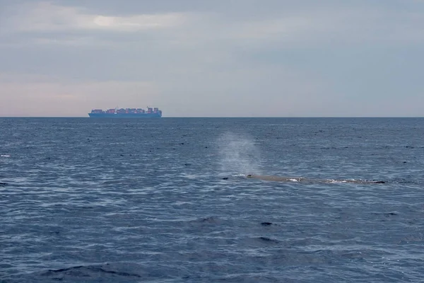 Contato Próximo Com Sperm Whale Mergulho Mar Mediterrâneo Pôr Sol — Fotografia de Stock