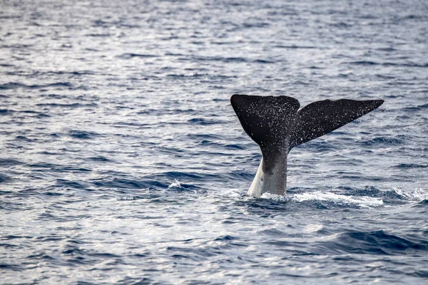 Contato Próximo Com Sperm Whale Mergulho Mar Mediterrâneo Pôr Sol — Fotografia de Stock
