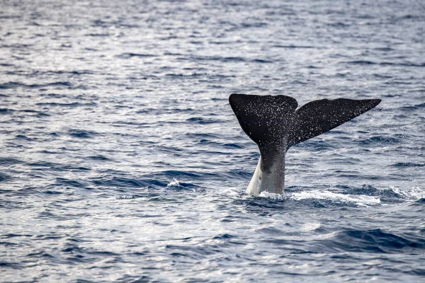 Close Contact Sperm Whale Diving Mediterranean Sea Sunset — Stock Photo, Image