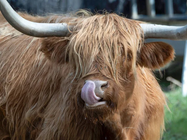 Highlander Szkocja Owłosione Krowy Jak Szczegół Zbliżenie — Zdjęcie stockowe