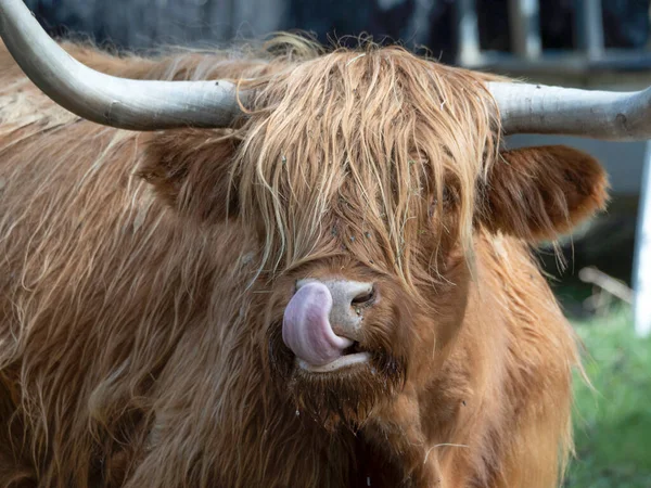 Highlander Écossais Vachette Poilue Détail Yak Fermer — Photo