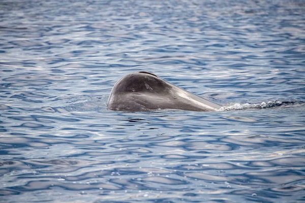 Bliski Kontakt Sperm Whale Nurkowania Morza Śródziemnego Zachodzie Słońca — Zdjęcie stockowe