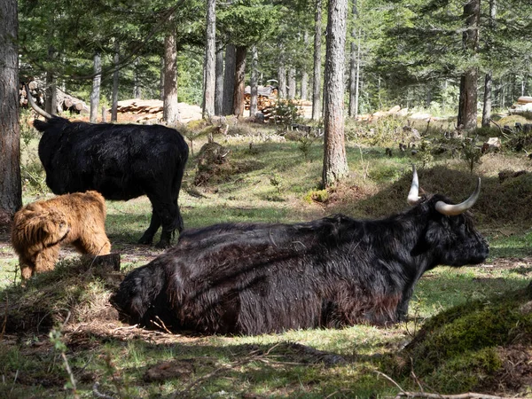 赤ちゃんハイランダースコットランド毛深い牛で母親と農場で — ストック写真