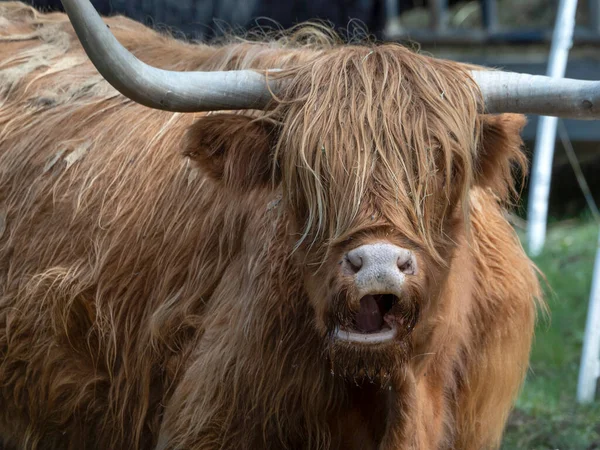 Highlander Escocés Peludo Vaca Yak Detalle Cerca —  Fotos de Stock