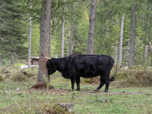 苏格兰高地毛茸茸的奶牛牦牛特写特写 — 图库照片