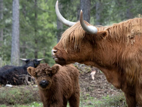 苏格兰高地婴儿毛茸茸的奶牛 妈妈在森林里 — 图库照片