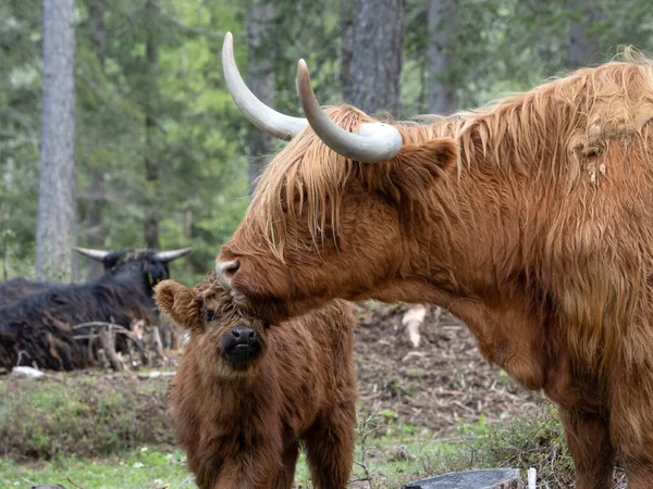 Bebé Highlander Escocés Vaca Peluda Con Madre Bosque —  Fotos de Stock