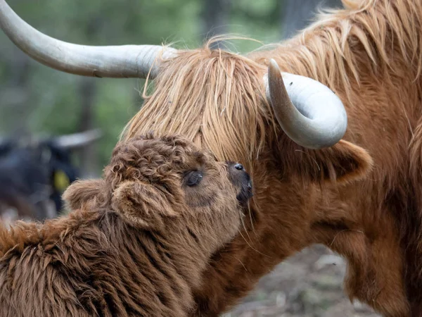 Bebé Highlander Escocés Vaca Peluda Con Madre Bosque —  Fotos de Stock