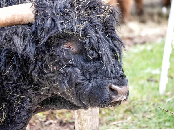 Highlander Écossais Vachette Poilue Détail Yak Fermer — Photo