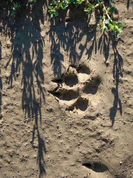 Wolf Paw Print Mud Detail — Stock Photo, Image