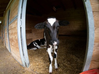 Genç inek dana eti geliyor. Yaklaş.