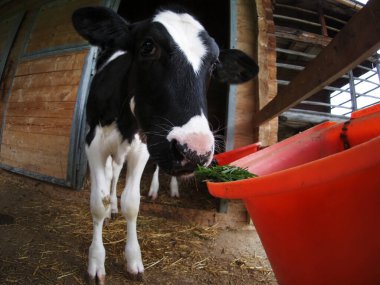 Genç inek dana eti geliyor. Yaklaş.