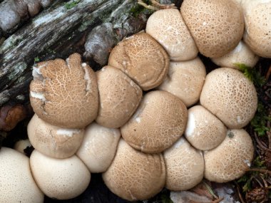 Lycoperdon Pyriforme mantarı. Yaklaş.