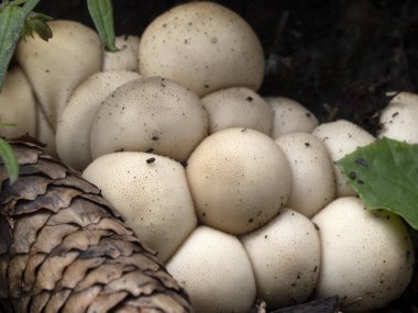Lycoperdon Pyriforme mantarı. Yaklaş.