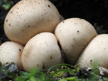 Lycoperdon Pyriforme mantarı. Yaklaş.