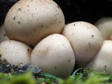Lycoperdon Pyriforme mantarı. Yaklaş.