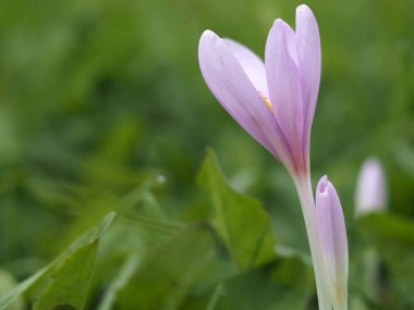 Crocus Vernus çiçeği ayrıntıları kapat