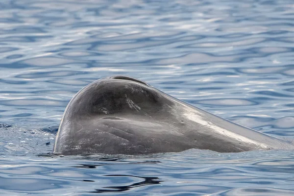 Sperme Tête Baleine Coucher Soleil — Photo