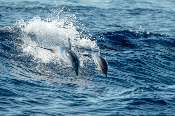 Bambino Felice Delfino Strisce Che Salta Fuori Dal Mare Tramonto — Foto Stock