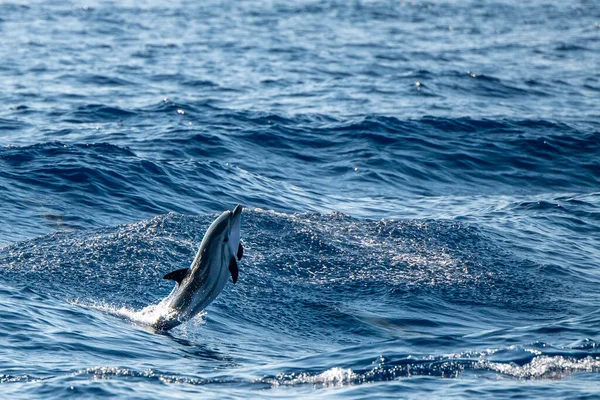 Baby Glad Randig Delfin Hoppar Utanför Havet Vid Solnedgången — Stockfoto