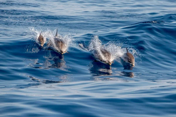 Baby Happy Striped Dolphin Jumping Sea Sunset — Stock Photo, Image