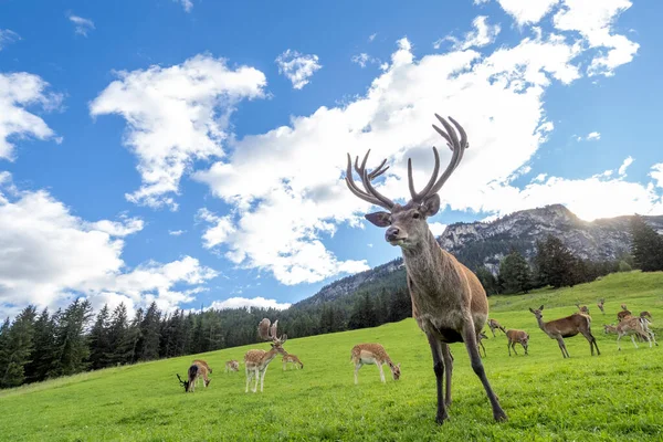 Maschio Rosso Deer Ritratto Guardando Vicino Ritratto — Foto Stock