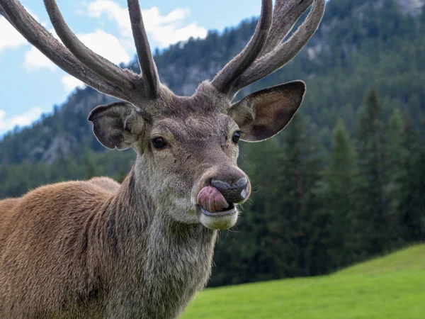 Mâle Cerf Rouge Portrait Vous Regardant Près Portrait — Photo