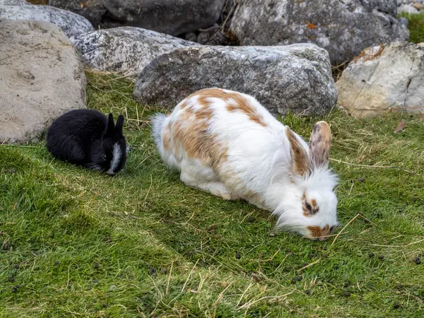 芝生の湾でウサギと大人の食事 — ストック写真