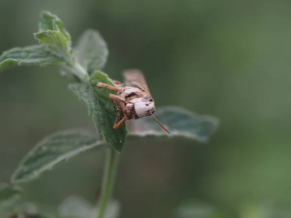 Body Cricket Flower Macro Close Portrait — Stock Photo, Image