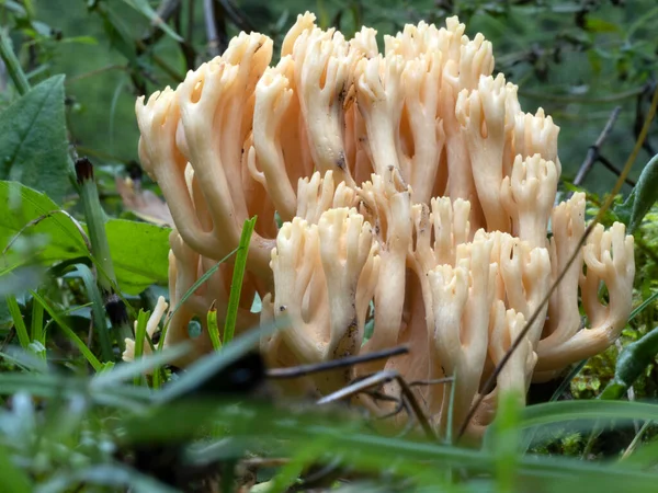 Ramaria Flava Champiñón Cerca —  Fotos de Stock