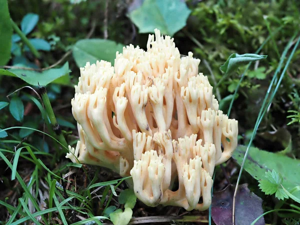 Ramaria Flava Cogumelo Perto — Fotografia de Stock