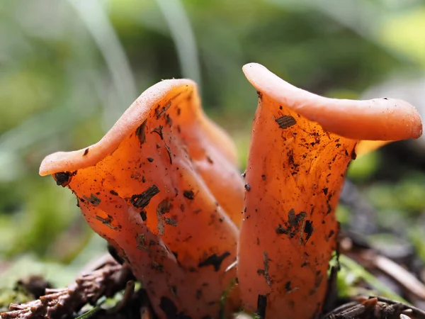 Craterellus Cornucopioides Fungo Vicino Dettaglio — Foto Stock