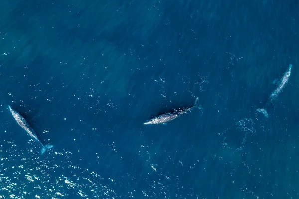 Ballena Gris México Bahía Baja California Magdalena Vista Aérea Avión — Foto de Stock