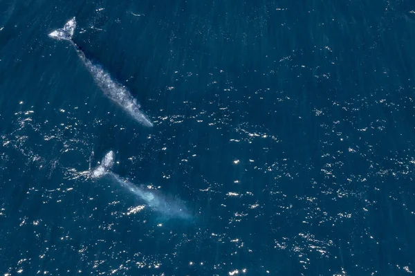 Baleine Grise Mexique Basse Californie Baie Madeleine Vue Aérienne Sur — Photo