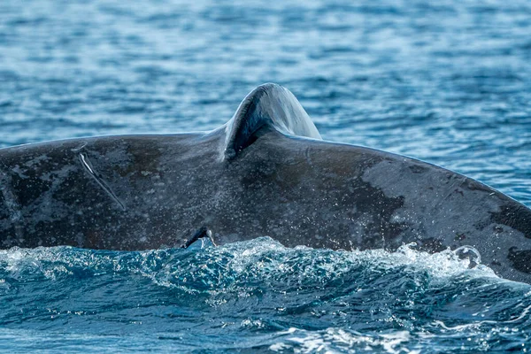 Rabo Baleia Jubarte Close Fundo Oceano Pacífico Cabo San Lucas — Fotografia de Stock