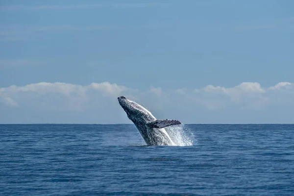 Baleia Jubarte Rompendo Fundo Oceano Pacífico Cabo San Lucas México — Fotografia de Stock