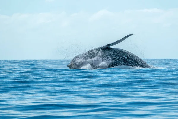 Gobba Balena Violazione Sul Fondo Dell Oceano Pacifico Cabo San — Foto Stock