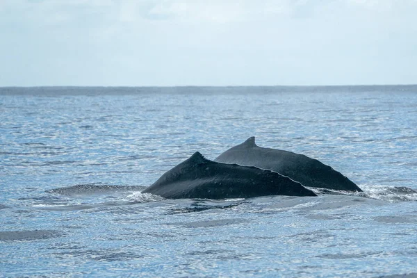 Duas Baleias Jubarte Barbatana Dorsal Fundo Oceano Pacífico Cabo San — Fotografia de Stock
