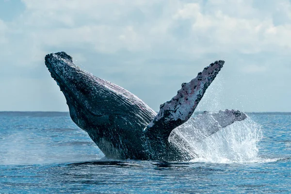 Gobba Balena Violazione Sul Fondo Dell Oceano Pacifico Cabo San — Foto Stock