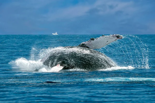 墨西哥太平洋的座头鲸在太平洋背景下闯入太平洋 — 图库照片