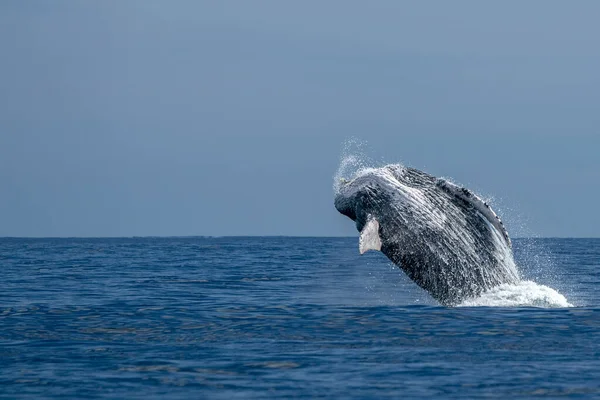 Hrbatý Velryba Prolomení Pacifickém Oceánu Pozadí Cabo San Lucas Mexiko — Stock fotografie