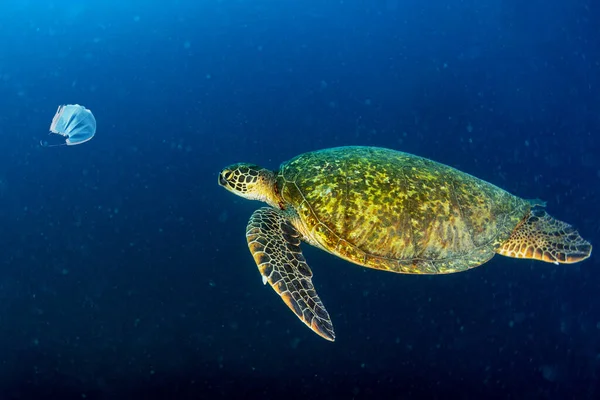 Grüne Schildkröte Unter Wasser Während Sie Eine Lebendige Maske Isst — Stockfoto