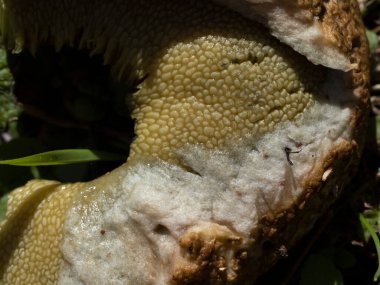 Suillus granulatus mantarı. Makro detayı kapat.