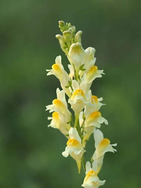 Bellardia Trixago Gul Och Orange Blomma Makro — Stockfoto