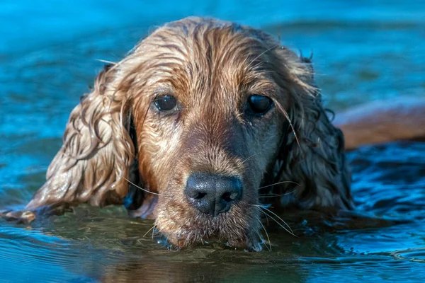 Happy English Cocker Spaniel While Playing River — Stock Photo, Image
